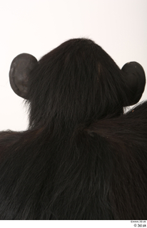 Chimpanzee Bonobo head 0007.jpg